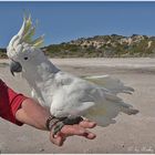 * Charlie on the road (yellow crested cockatoo) *