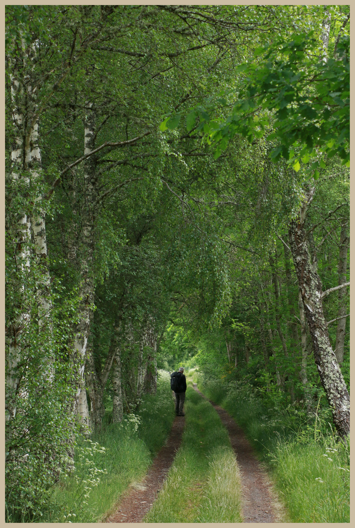 Charlie on the speyside way