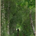 Charlie on the speyside way