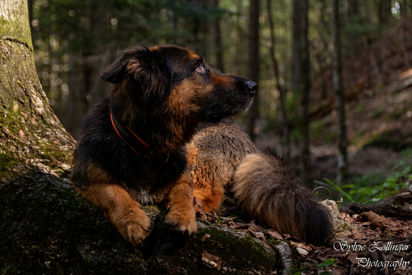 Charlie träumt im Wald