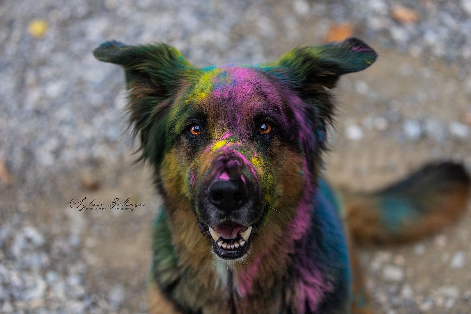 Charlie und das Holi-Shooting