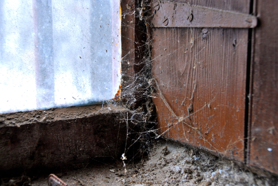 Charlotte's web at the Tamdhu Distillery, Speyside