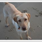 Charly am Strand