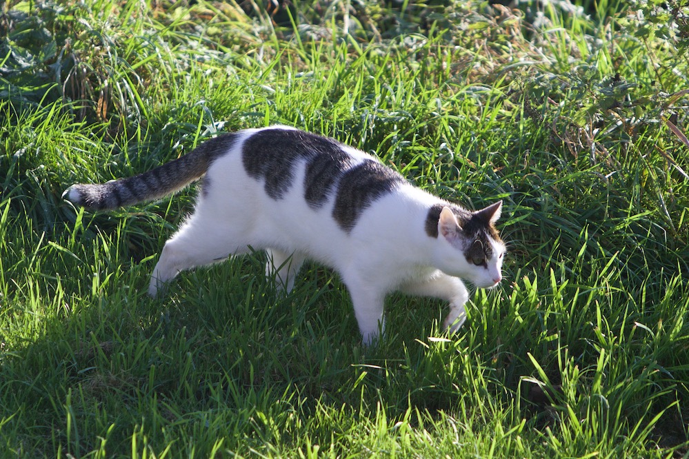 Charly auf der Pirsch