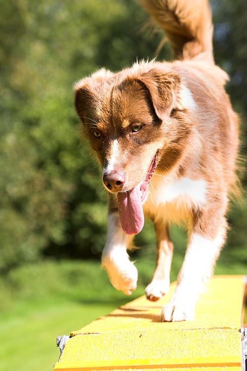 Charly Brown beim Agility_2