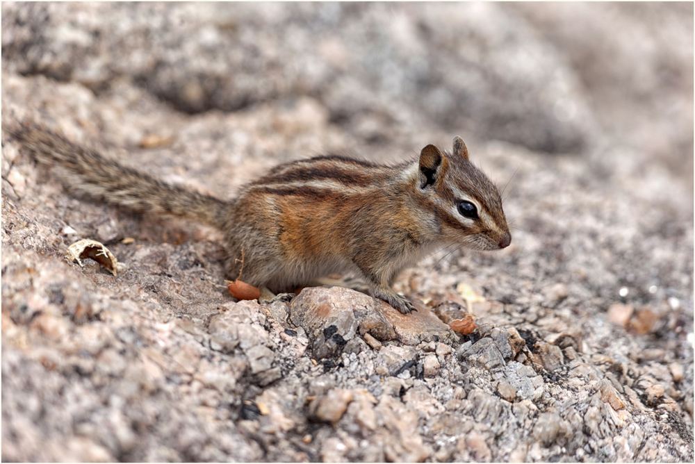 Charly Chipmunk