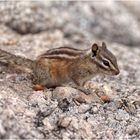 Charly Chipmunk