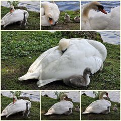 Charly Collage 2 - von heute