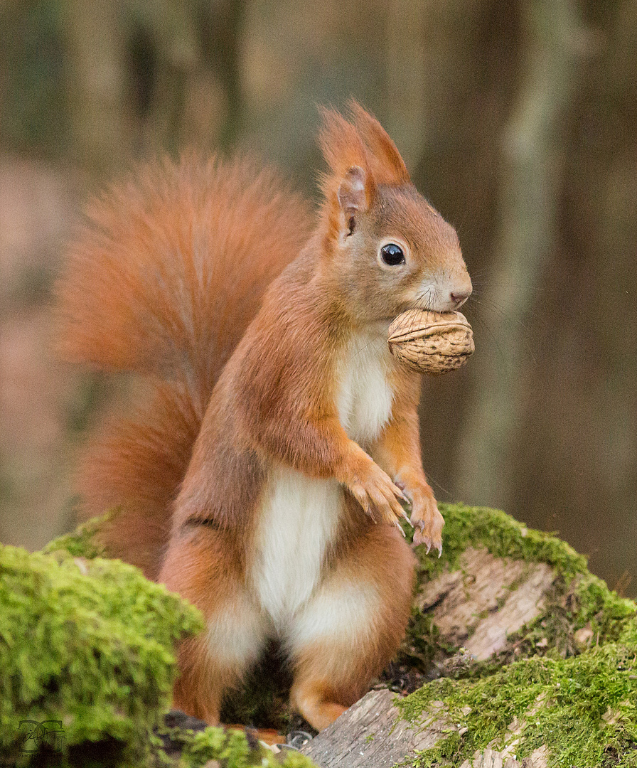 Charly das Eichhörnchen