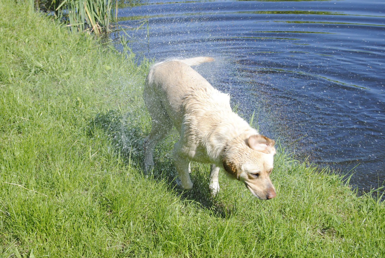 Charly, der Labrador