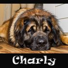 Charly der Leonberger #1