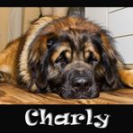 Charly der Leonberger #1
