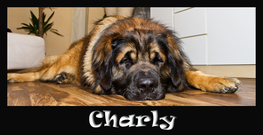 Charly der Leonberger #1