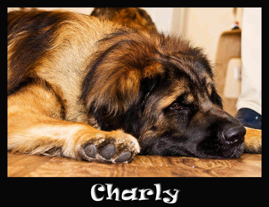 Charly der Leonberger #2
