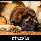 Charly der Leonberger #2