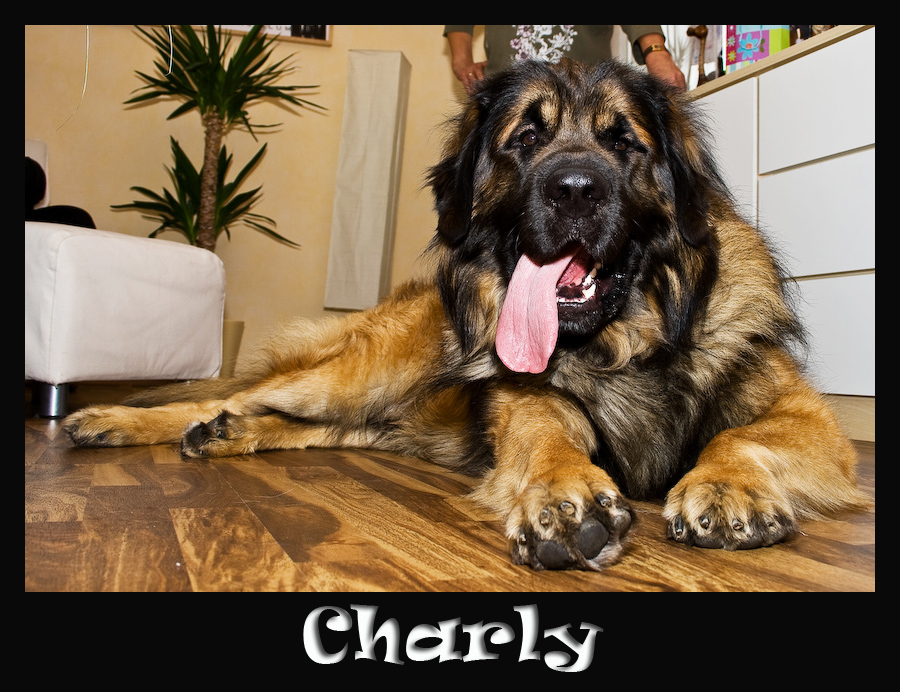 Charly der Leonberger #3
