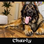 Charly der Leonberger #3