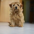 Charly der Norfolk Terrier 