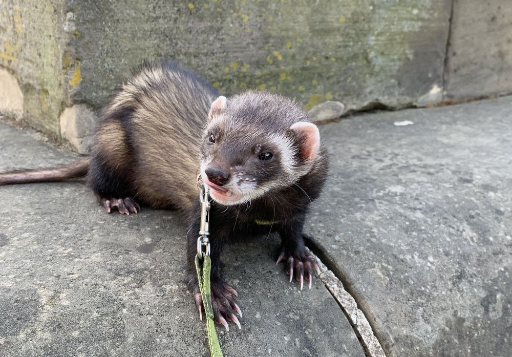 Charly Foto & Bild tiere, haustiere, frettchen (lat.ictis) Bilder