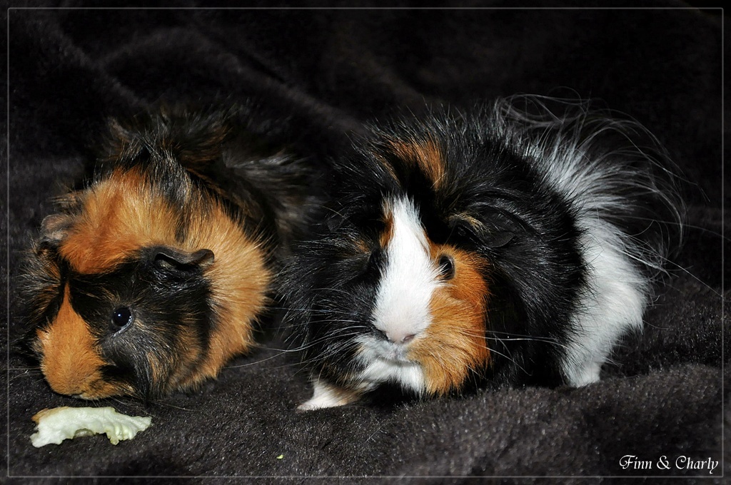 Charly & Finn beim Fotoshooting....1