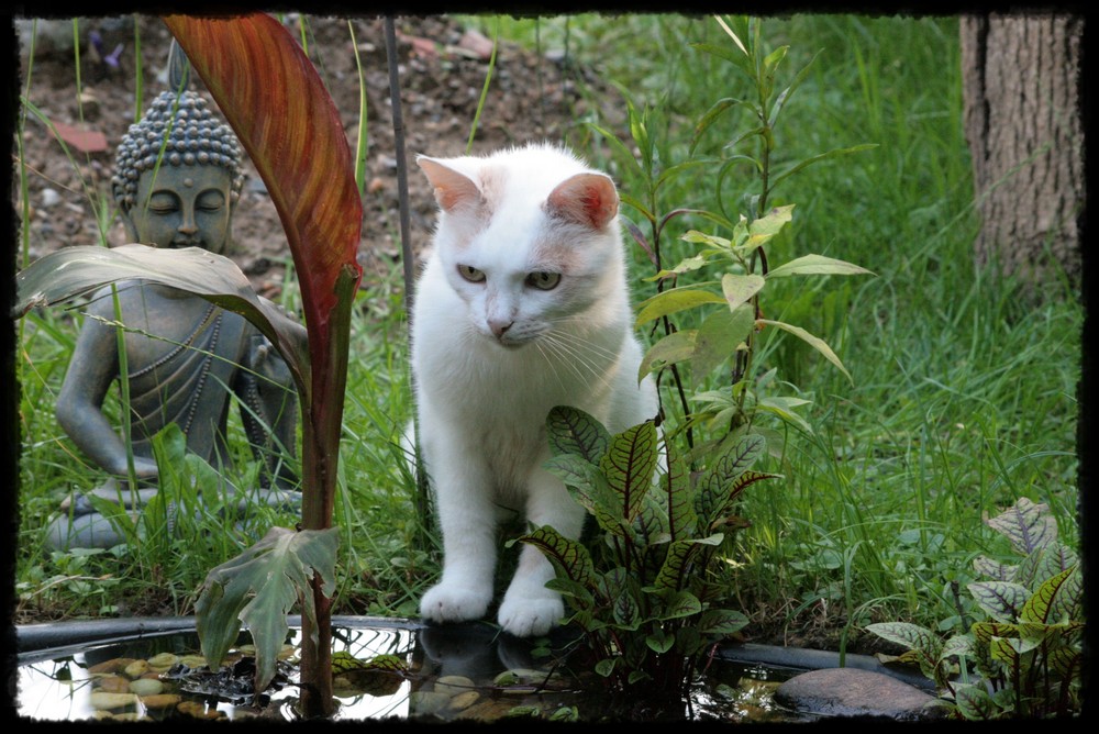 Charly hat gerade was Interessantes im Teich entdeckt !!!