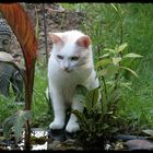 Charly hat gerade was Interessantes im Teich entdeckt !!!