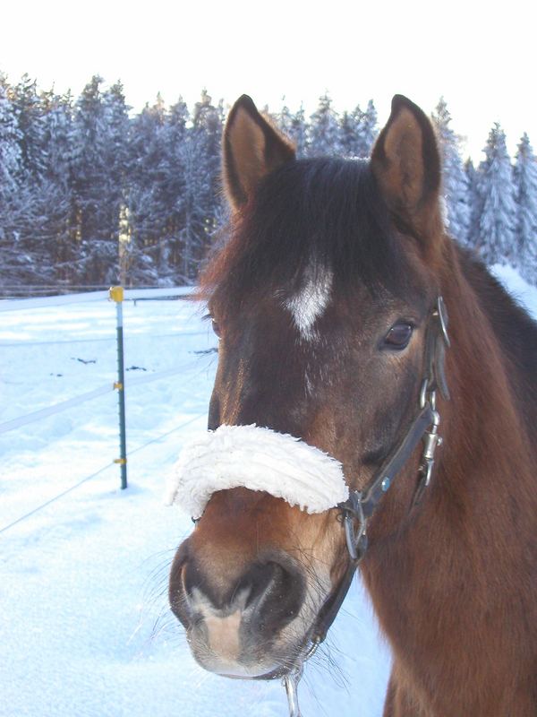 Charly im Schnee!!!!