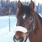 Charly im Schnee!!!!