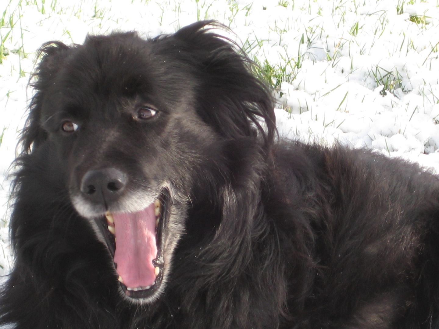 Charly im Schnee