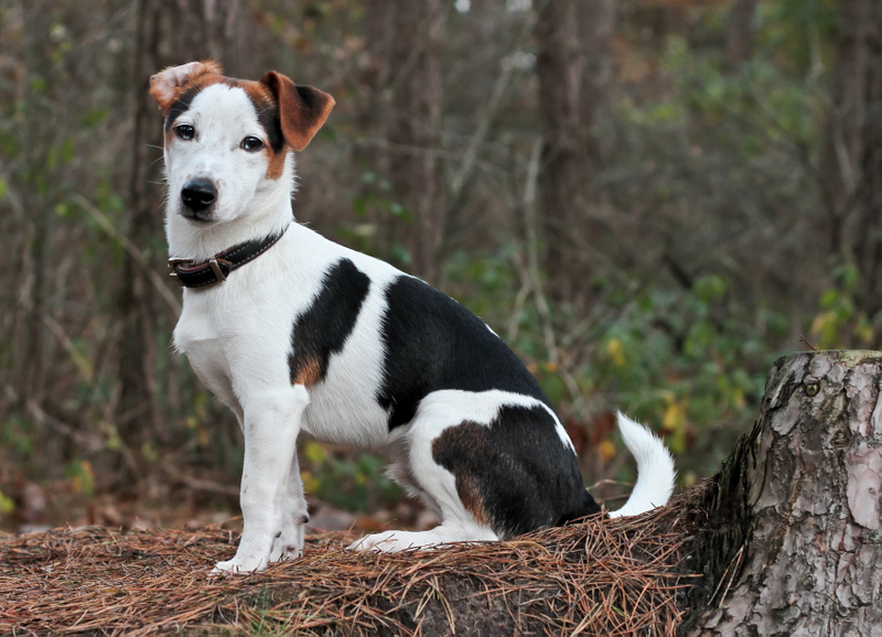 Charly im Wald