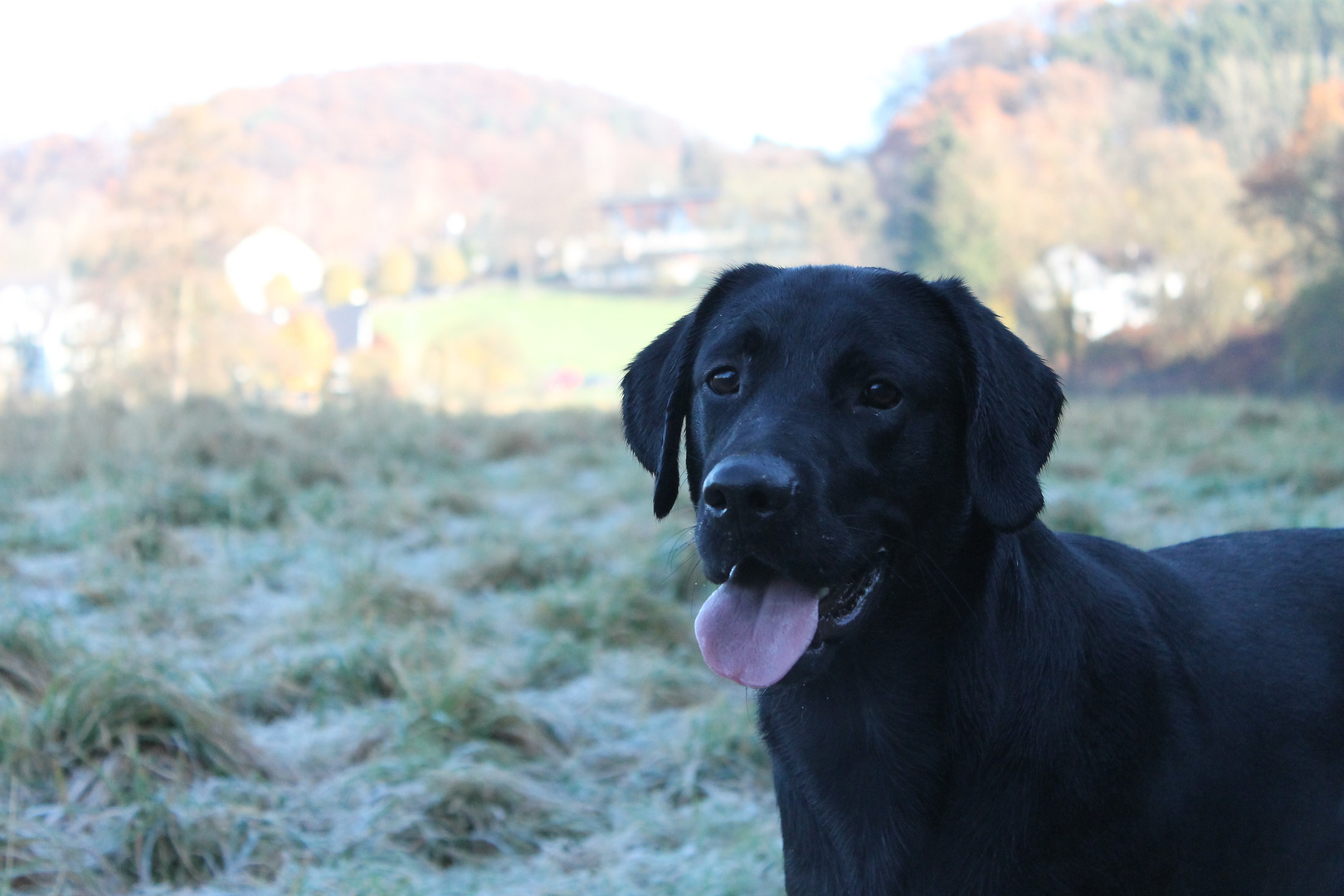 Charly - Labrador Retriever