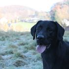 Charly - Labrador Retriever