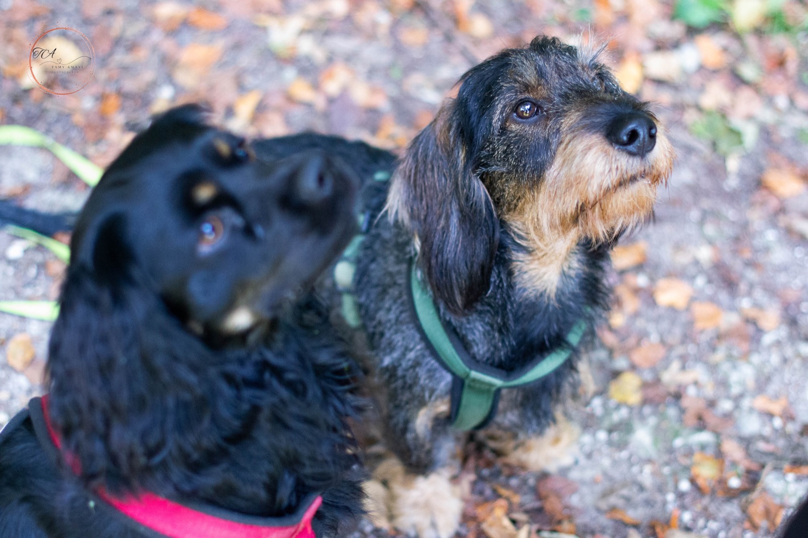 Charly und Churchill