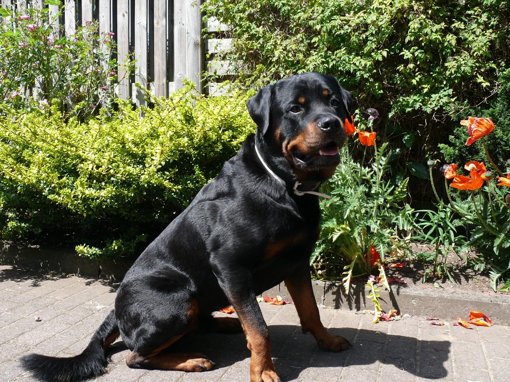 Charly und der Mohn