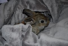 Charly und seine Kuscheldecke