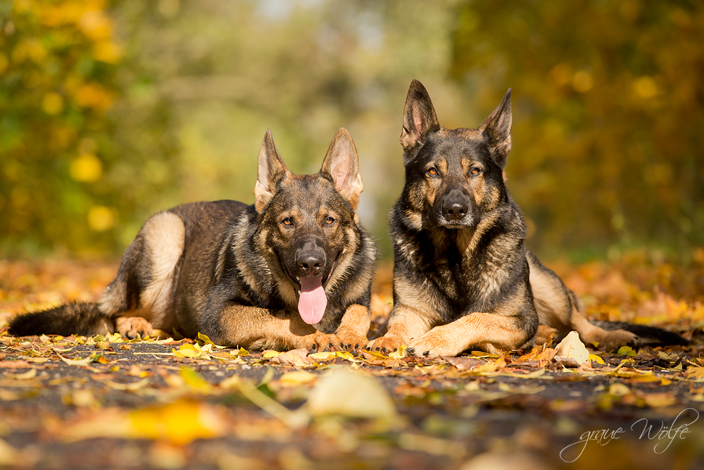 Charly und Teddy im Herbst