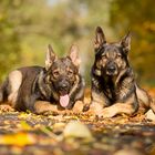 Charly und Teddy im Herbst