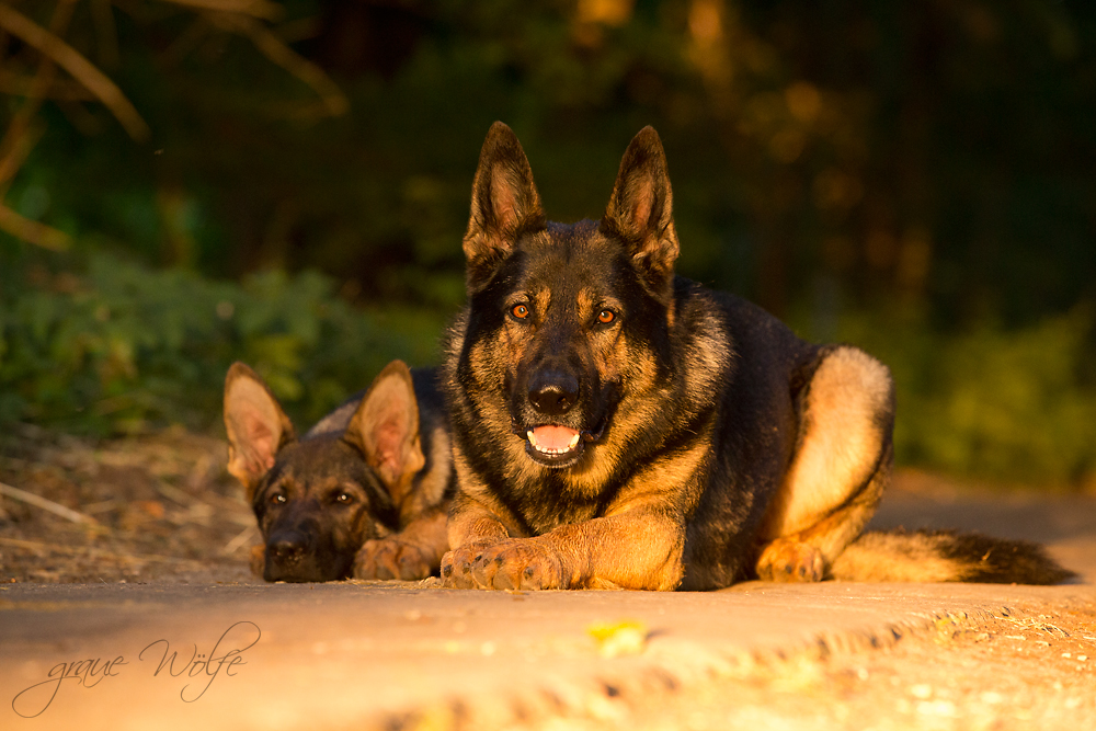 Charly und Teddy in golden hour