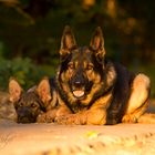 Charly und Teddy in golden hour