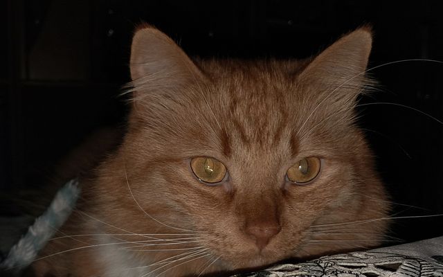 Charly unser Traumkater