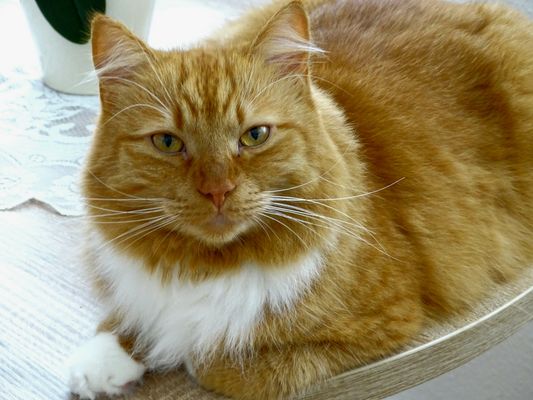 Charly wünscht euch allen,die hier vorbei schauen...