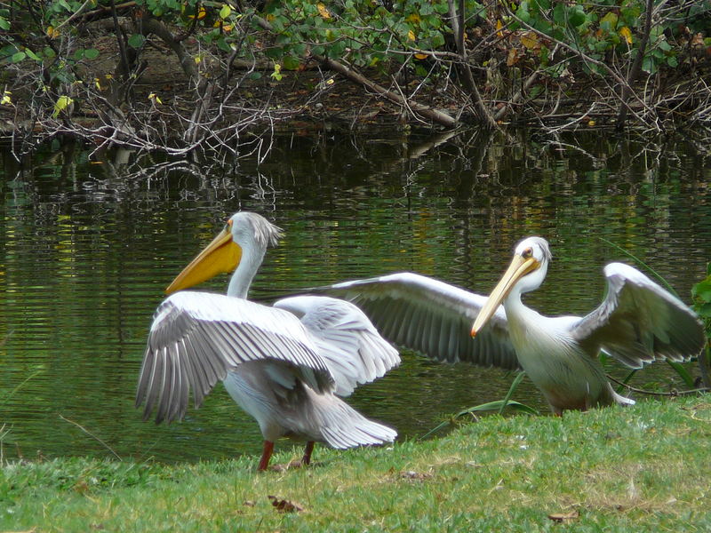 Charm duo, Flic-en-Flac, Mauritius, 2007