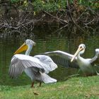 Charm duo, Flic-en-Flac, Mauritius, 2007