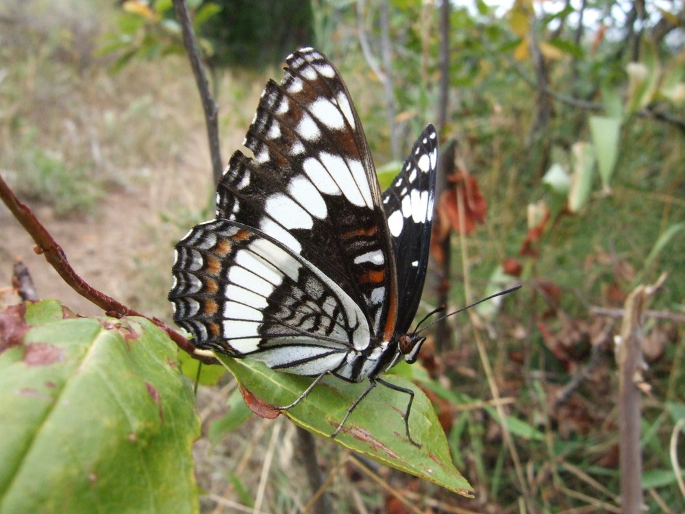 Charmant papillon