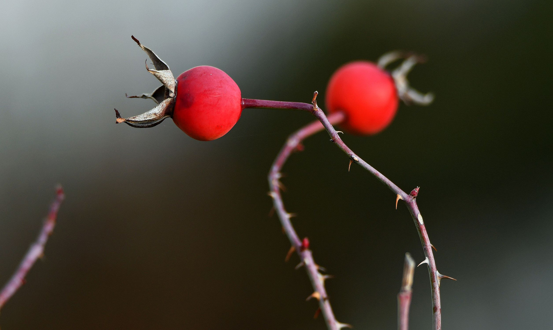 "Charmante Gartenreste"