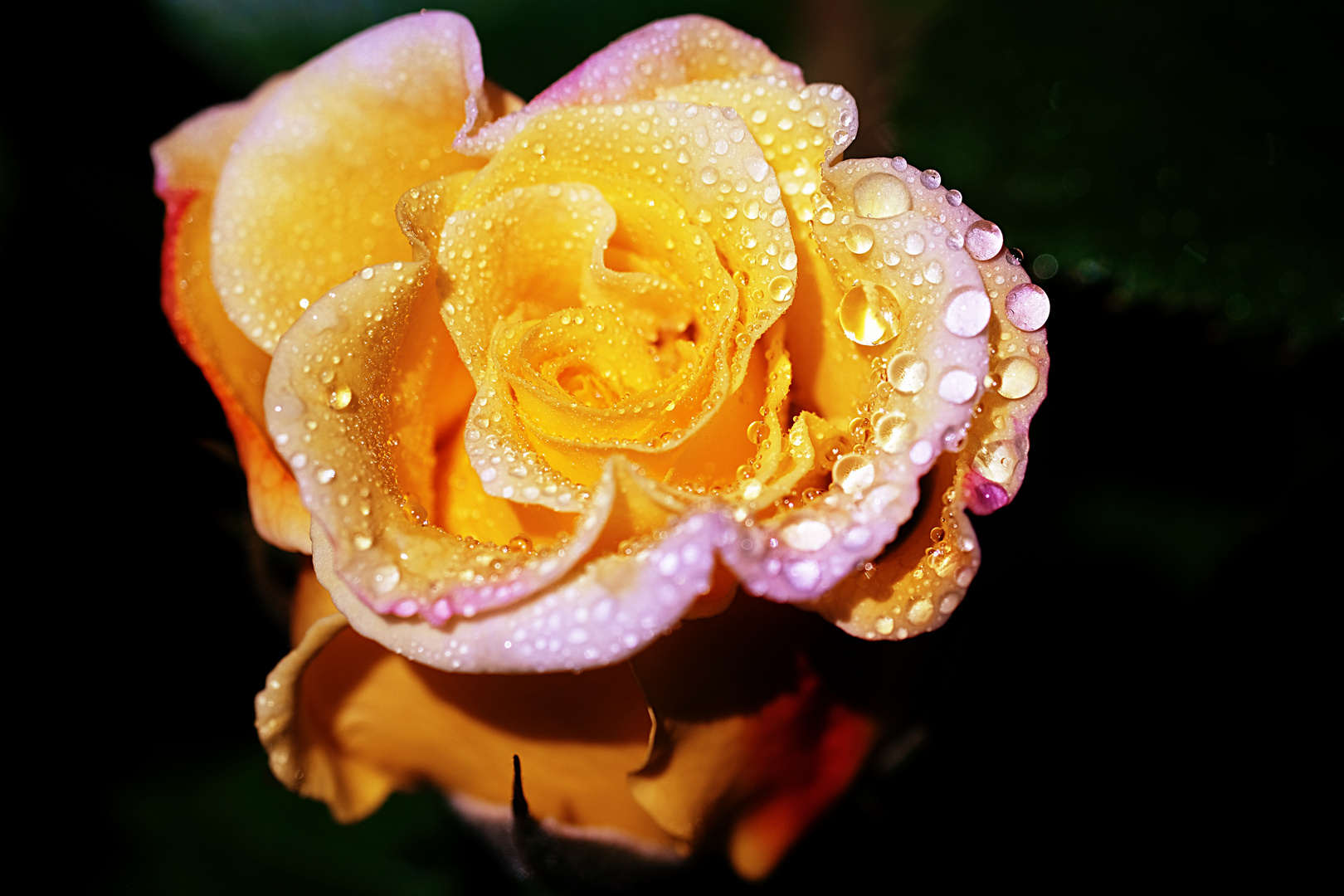 charmante Rose mit Wassertropfen