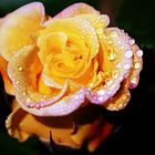 charmante Rose mit Wassertropfen