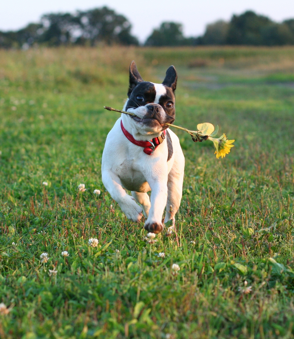 Charmanter Hund ;-)