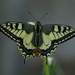 charme nature-Papilio machaon