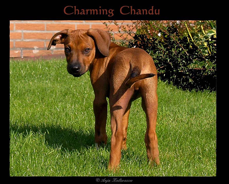 Charming Chandu